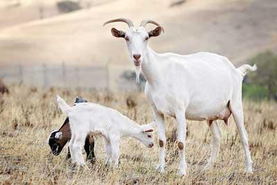 Le lait de chèvre avec l'allaitement et ses propriétés bénéfiques