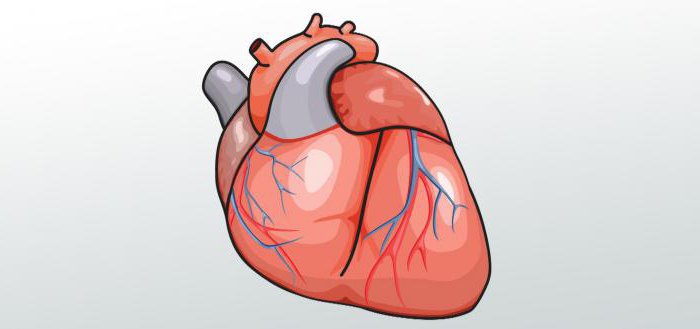 Volume de sang minute: la formule. Indice cardiaque