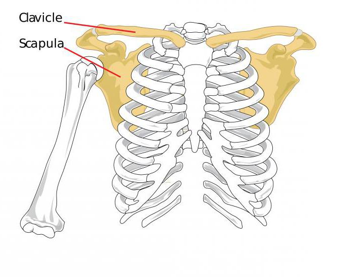 développement du système musculo-squelettique