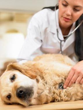 Empoisonnement chez les chiens: symptômes et conséquences