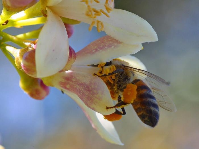 propriétés utiles du pollen