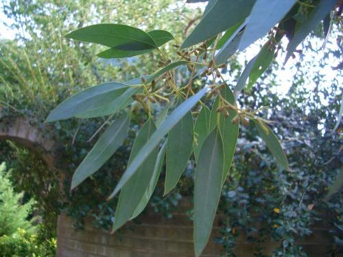 Application de l'eucalyptus: la force vitale d'un arbre de cent mètres