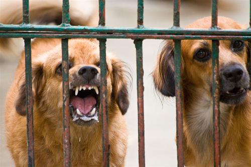 Signes de la rage chez les chiens: symptomatologie, traitement