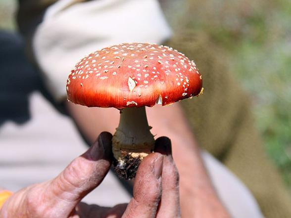 quels sont les symptômes de l'empoisonnement aux champignons