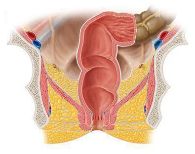 fonction du rectum humain