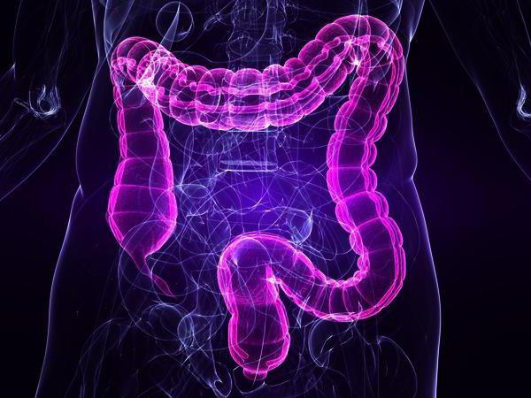 caractéristiques de la structure et de la fonction du rectum