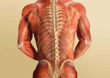 le système nerveux autonome régule le fonctionnement de la musculature squelettique