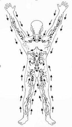 Nous rappelons le cours d'anatomie scolaire: où les gens ont des ganglions lymphatiques